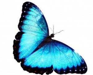 Синята пеперуда (Morpho peleides) – символът на InSighting
